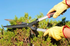 Nottingham Hedge Trimming