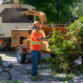 Tree Surgeons in Wigan