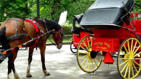 Central Park Carriage Tours