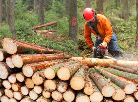 Billigste Trefelling I Trondheim