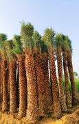 flat 10 % off on date palm 