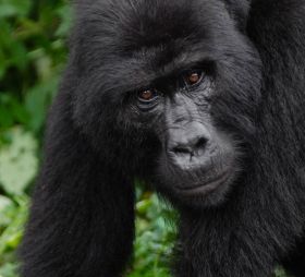 2 Days PrimateTrekking Uganda