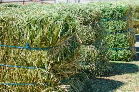 Alfalfa/Lucerne Hay For Sale