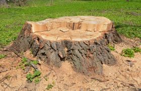 Nottingham Stump Grinding