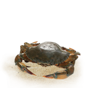 Vertical mud crab farming