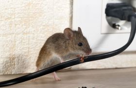 Los Angeles Pest Control Solutions