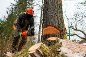 Airdrie Tree Service Pros