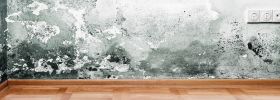 Mold Removal San Diego