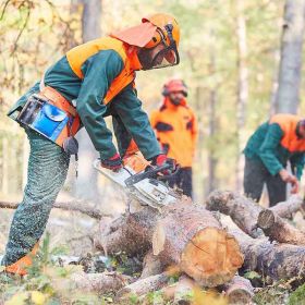 Stavanger TreService - Trefelling Og Trepleie Ekspert