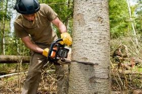 Tree Service Columbus GA