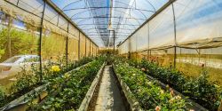 Pixies Garden 