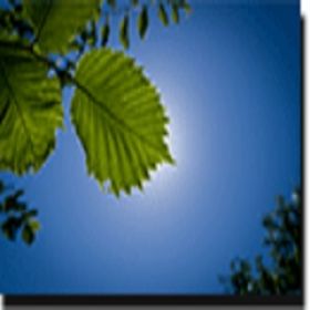 Tree Removal Orlando