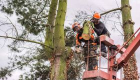 Rotherham Tree Pruning