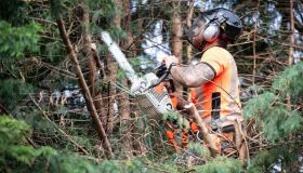 Wigan Tree Removal