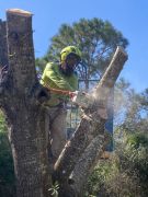 Optimum Tree Care