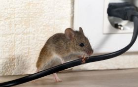 Indianapolis Pest Control Solutions