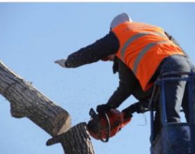 Anaheim Tree Care