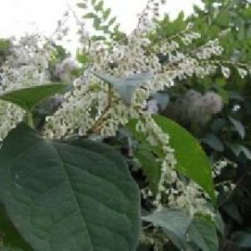 Japanese Knotweed Specialists