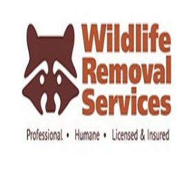 Wildlife Removal Services