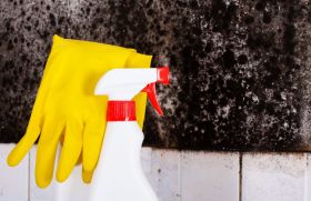 Mold Solutions of Mesa