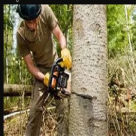 Irvine Tree Experts