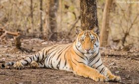 Pench National Park Booking 