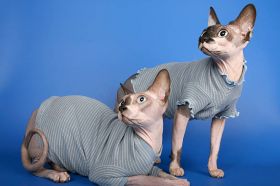 Sphynx World -  Home of Sphynx, Elf , Bambino & Dwelf cats
