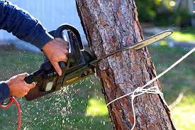 Melbourne Tree Service