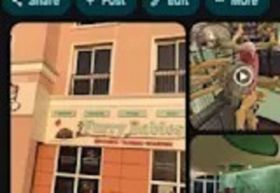 Pet Shop Furry Babies Dogs & Puppies For Sale In Dubai