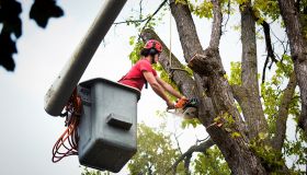 Oaks City Tree Removal Co