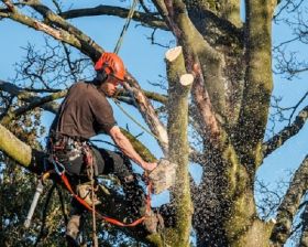 All Pro Tree Services