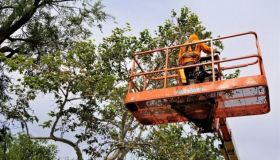 West Sacramento Tree Services LLC