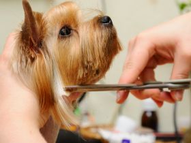 St. Charles Mobile Pet Groomers