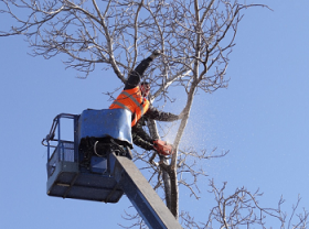 Tustin Pro Tree Services