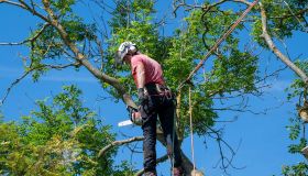 Rotherham Tree Removal