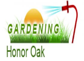 Gardening Honor Oak