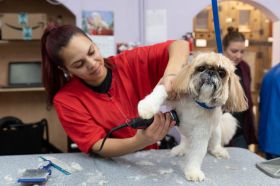 The Dog House Pet Salon