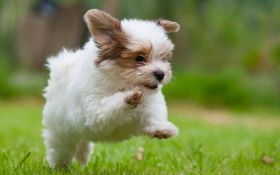 OneBarkPlaza - Buy Puppies Online