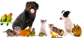 A2Z Pets Mania