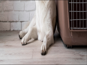 Dog Kennel Flooring LTD