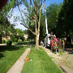 Tree Service Dayton OH