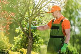 Pasadena Tree Solutions