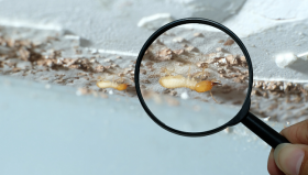 Richmond Borough Termite Removal Experts