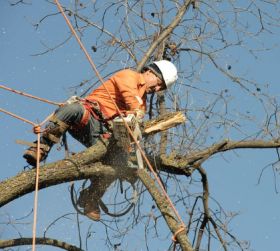 Fair Oaks Pro Tree Service