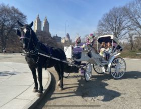 CENTRAL PARK HORSE CARRIAGE