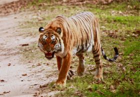 Corbett Park Online