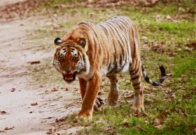 Corbett Park Online