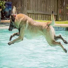 Puptown Houston Woodlands Dog Training