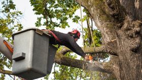 City of Bridges Tree Removal Solutions