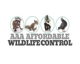 AAA Affordable Wildlife Control